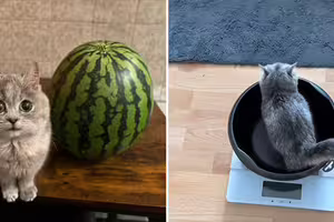 領養瘦弱貓「餵半年沒長大」 看獸醫才知中大獎 領養瘦弱貓「餵半年沒長大」 看獸醫才知中大獎