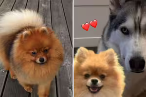 影/哈士奇媽和博美爸「生下最萌狗寶」 百萬網友見照驚:有一個問題… 影/哈士奇媽和博美爸「生下最萌狗寶」 百萬網友見照驚:有一個問題…