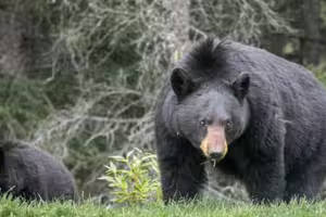 「日本JR公廁」驚傳熊出沒　69歲警衛傷勢曝