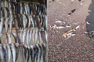 大地震前兆？北海道「上千條沙丁魚擱淺」沙灘　驚悚畫面曝光