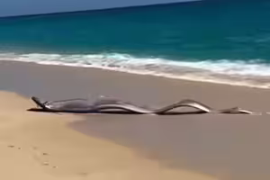 2條巨大「地震魚」罕見現身海灘畫面曝！目擊者傻眼：在發光