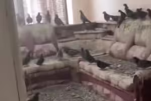 他出門打拼3年「忘記關窗」回家傻眼！房子慘變「鴿子王國」