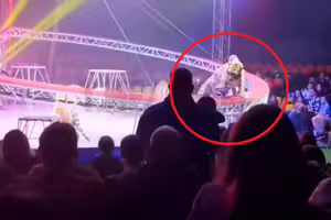 表演一半護欄倒塌！「老虎衝進觀眾席」全場嚇瘋　馬戲團團長回應了