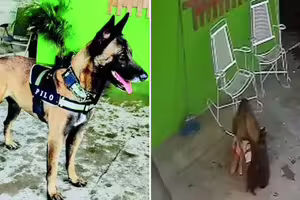 女童在家撫摸愛犬　反被撕咬頭部慘了