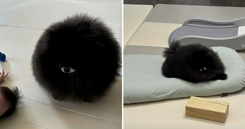 家裡養「獨眼小毛球」爆紅　全世界網友驚：這什麼生物？