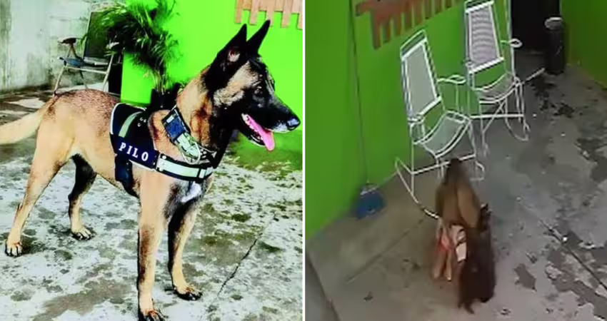 女童在家撫摸愛犬　反被撕咬頭部慘了