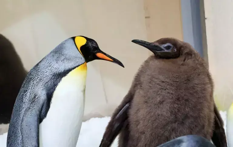 ▲墨爾本海洋生物水族館今年誕生一隻打破水族館歷年紀錄的爆肥國王企鵝青醬（Pesto，圖右），9個月大的牠，體型是一般成年國王企鵝的兩倍，體重22公斤，比自己爸媽加起來還要胖。（圖／翻攝自墨爾本海洋生物水族館IG）