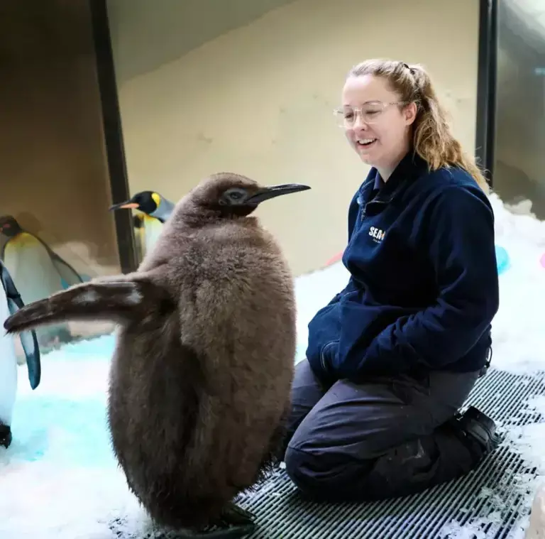 ▲飼養員寵愛地看著青醬。（圖／墨爾本海洋生物水族館的IG）