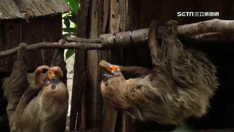 獨家／動物園「天降樹獺」砸人！遊客還原事發當下：沒想過是樹獺