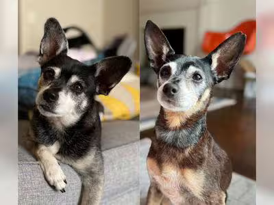 老犬去世家人領養「一模一樣複製狗」 驗DNA超驚喜:牠們是父子 老犬去世家人領養「一模一樣複製狗」 驗DNA超驚喜:牠們是父子