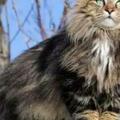 挪威森林貓多少錢一隻？挪威森林貓日常飼養《最耐寒的貓咪》