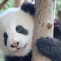大熊貓界的南瓜公主：小馨和梅蘭