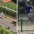超像童話故事！神秘女一出門小動物全護送　鄰居揭驚人真相