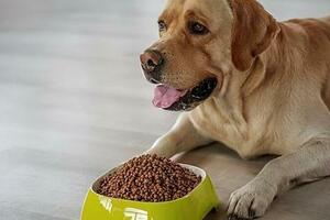 狗狗吃什麼狗糧好？如何挑選高品質狗糧？