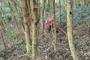 藝人林葉亭父親失聯第6天！ 警消出動50人1犬大規模搜山