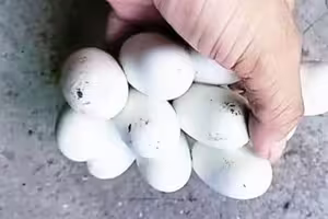 撿到一串「黏起來的蛋」　他興奮想加菜！內行急勸：快搬家