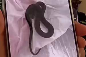 出遊返家「客廳竟變蛇窩」！夫妻網購1物釀禍
