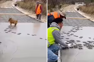 影／鋪路施工「狗狗闖入亂跳」　水泥蓋滿小腳印！工人反應揭曉