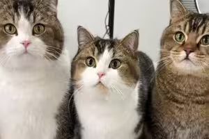 公司突倒閉！妹子失業「霸氣領養辦公室6貓」：資遣費不要，貓我帶走