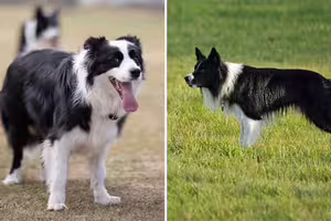 送邊牧去寵物日托「第一天就被退學」 老師愣:把同學當羊牧 送邊牧去寵物日托「第一天就被退學」 老師愣:把同學當羊牧