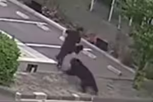 黑熊闖工廠撲咬員工 撞破玻璃門再襲3人 黑熊闖工廠撲咬員工 撞破玻璃門再襲3人
