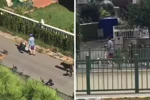 超像童話故事!神秘女一出門小動物全護送 鄰居揭驚人真相 超像童話故事!神秘女一出門小動物全護送 鄰居揭驚人真相