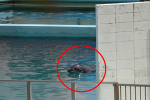 在廢棄水族館2年來沒人理　「最孤獨海豚」默默水池離世