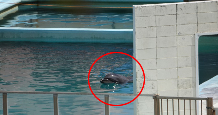 在廢棄水族館2年來沒人理　「最孤獨海豚」默默水池離世