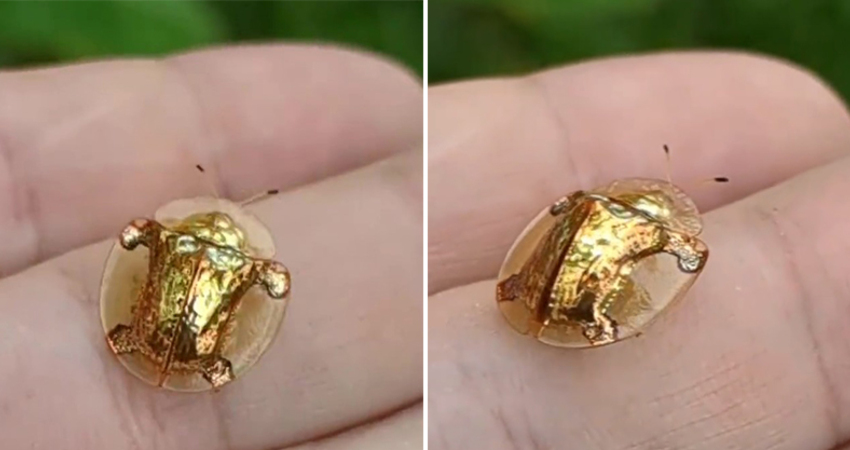 影／手拿一枚「閃亮甲蟲金幣」　牠突打開翅膀！網友倒抽一口氣