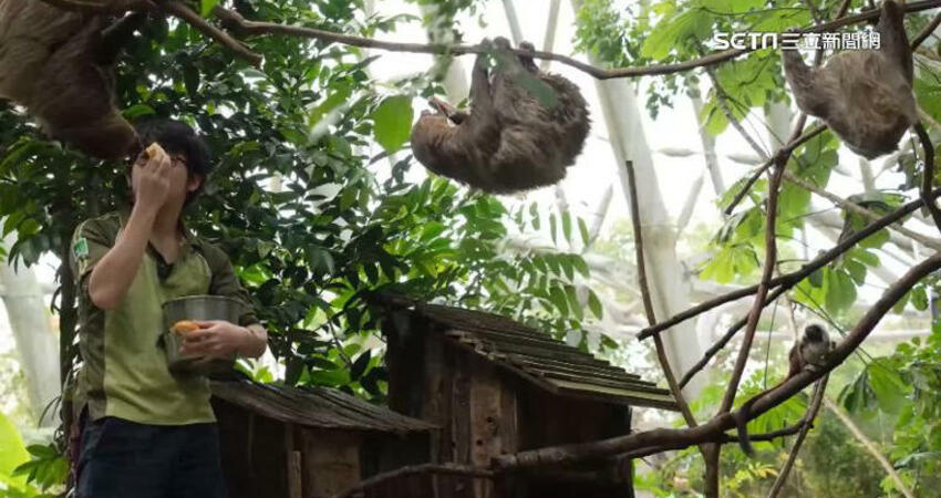 獨家／動物園「天降樹獺」砸人！遊客還原事發當下：沒想過是樹獺