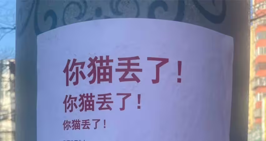 尋貓啟事「故意不放貓照」　眾人細看小字理解：太丟臉了