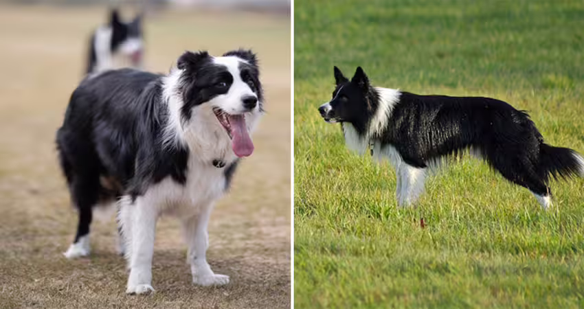 送邊牧去寵物日托「第一天就被退學」　老師愣：把同學當羊牧