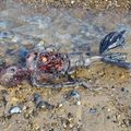 美人魚屍骸現身英國海岸　尾巴像塑膠袋