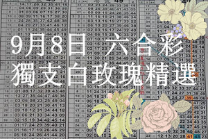 9月8日 六合彩 獨支白玫瑰精選