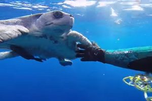 海龜被漁網纏繞受困潛水員相救後它“送上愛的抱抱”！