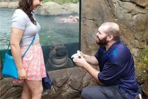 男子在動物園求婚被河馬凝視網友:這河馬單身