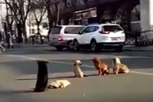 4隻狗狗盤踞繁忙馬路中央 它們的身份讓人垂淚！