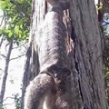 野外遊玩竟發現樹上倒掛著條巨蟒，仔細看它做的事後被嚇了一跳！