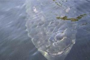 這男人釣魚時發現水底有一張詭異的「笑臉」慢慢靠近...悲劇就在瞬間發生！視頻記錄下這一恐怖的瞬間…… 