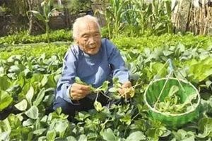 102歲老人竟擁有30歲器官，都是因為常吃「它」！保護心臟、預防骨質疏鬆和老年痴呆，每個人都適用！ 