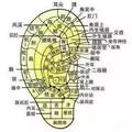 用兩個手指夾住耳朵揉15下，結果奇跡發生了...