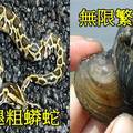 中國人就是狂！這「７種致命生物」，在中國完全活不下去啊！？＃１居然還要專門人工養殖「數百萬只」！？