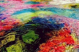 世界上最夢幻的五色彩虹湖《Cano Cristales》沒看過你就白活了！