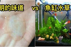 鄉民史上最逆天實驗！他用「嘉明的味道」養魚缸里的水草，實測心得結局「相當震撼」！