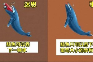 12組我們都理解錯的「動物迷思VS事實」對比圖，原來大象的腳步聲很小！