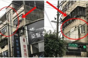 我看到「白雞走在電線上」興奮得立刻撿回家養，結果阿嬤竟嚇到狂罵「夭壽骨！」沒想到牠是…