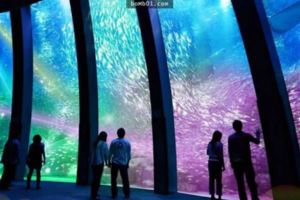 日本最大的水族館終於確定將「落腳於台灣的這個地方」，裡面的10萬動物讓你一次過看到飽！