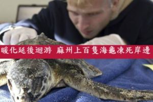 海龜哭哭！暖化延後迴游麻州上百隻海龜凍死岸邊