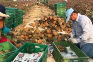 鴻海採購高雄農產再一波 首發一貨櫃鳳梨今抵深圳