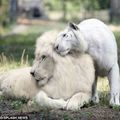 珍稀的白虎與白獅相愛後，生下了世界上最珍貴的結晶，看到這4只可愛的小虎獅，讓人都融化了！